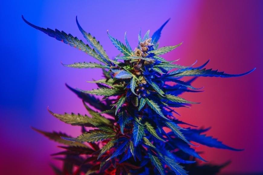 The Best Psychedelic Cannabis Strains