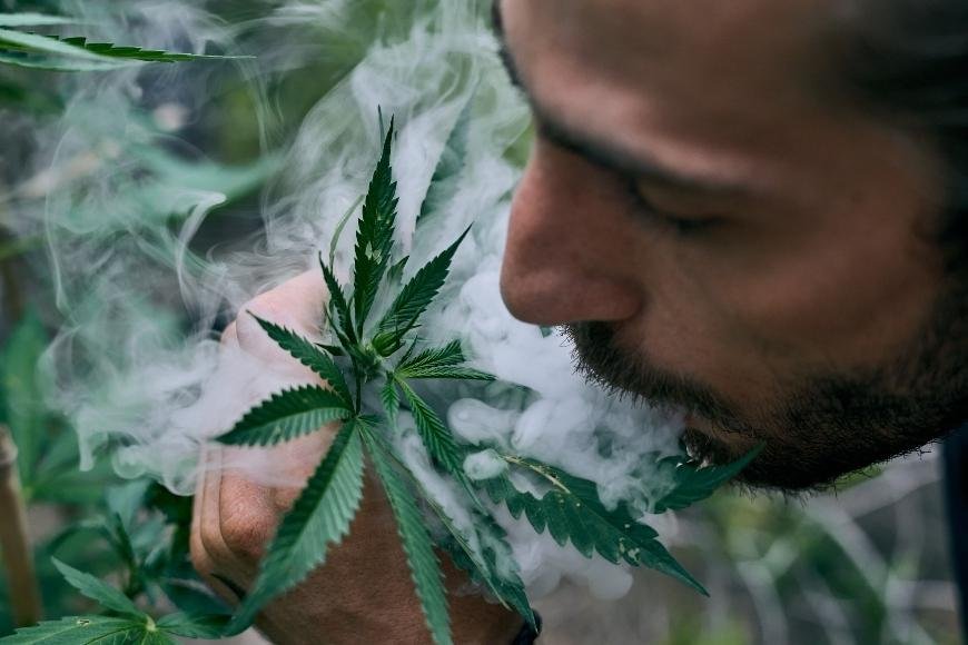 The Best Low-Odor Cannabis Strains