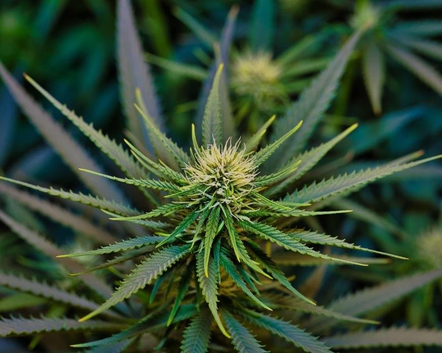 The Best High-Yielding Feminized Cannabis Strains