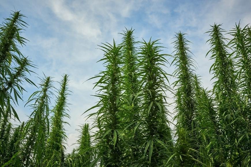 The Tallest Cannabis Strains