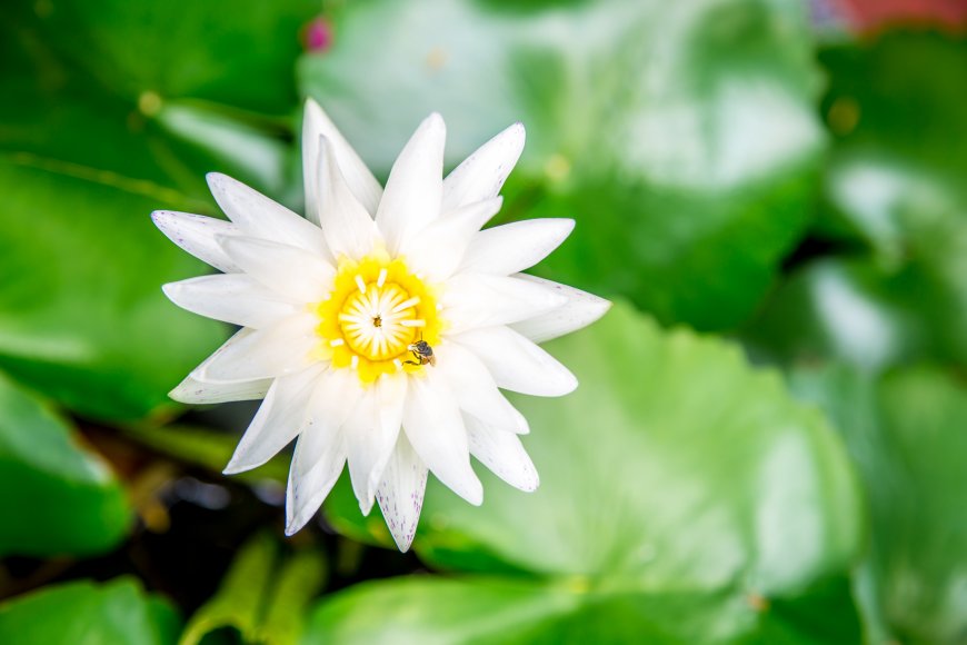 Hvad er hvid lotus?