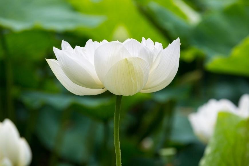 How to use White Lotus