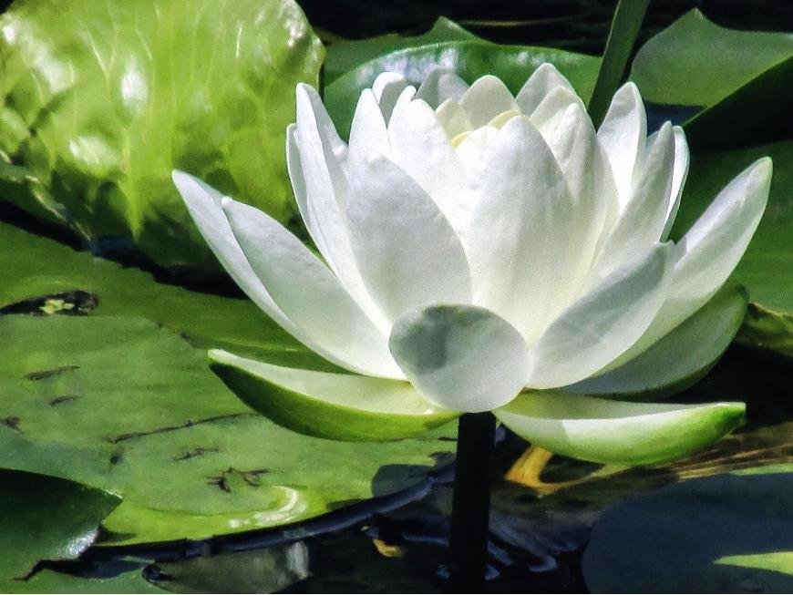 Sådan dyrker man hvid lotus