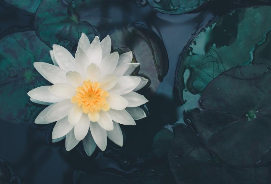 Sådan udvinder man hvid lotus