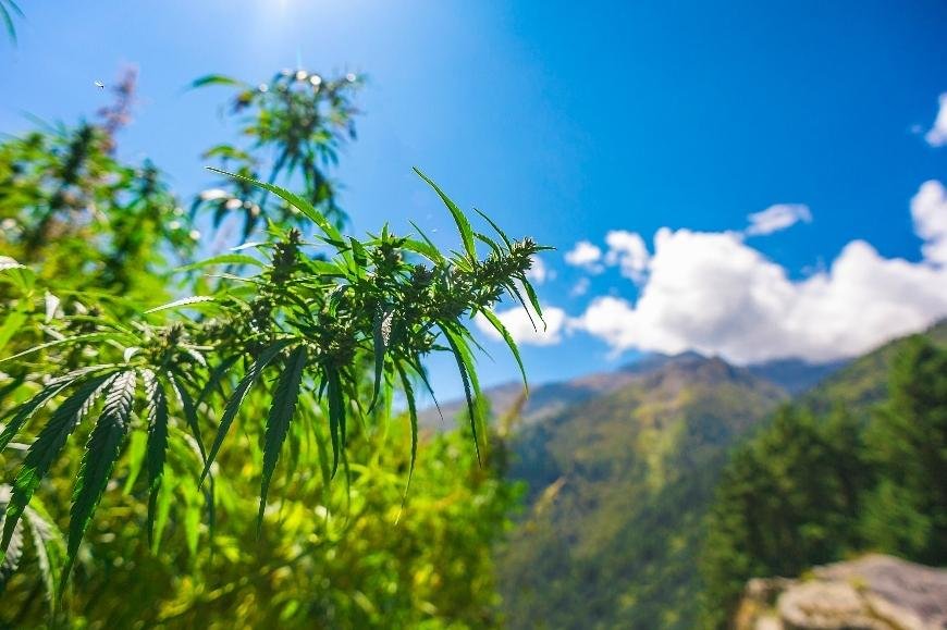 The Best Outdoor Autoflowering Cannabis Strains