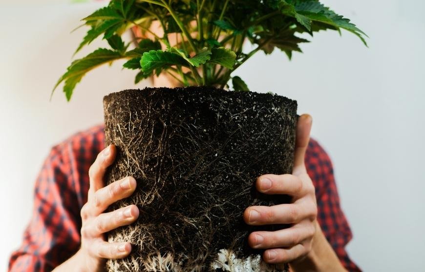 The Most Common Cannabis Grower Mistakes