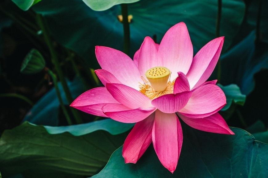 What is Pink Lotus?