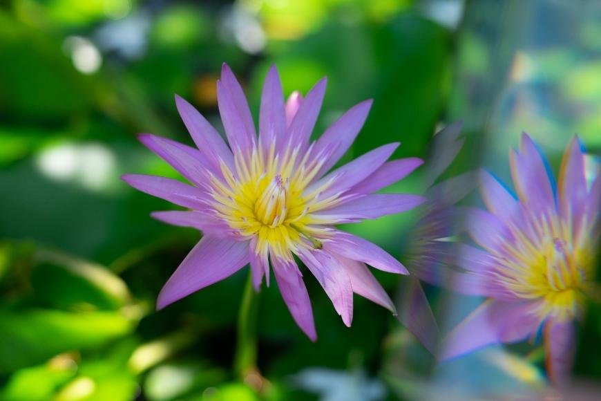 Sådan dyrker du lyserød lotus