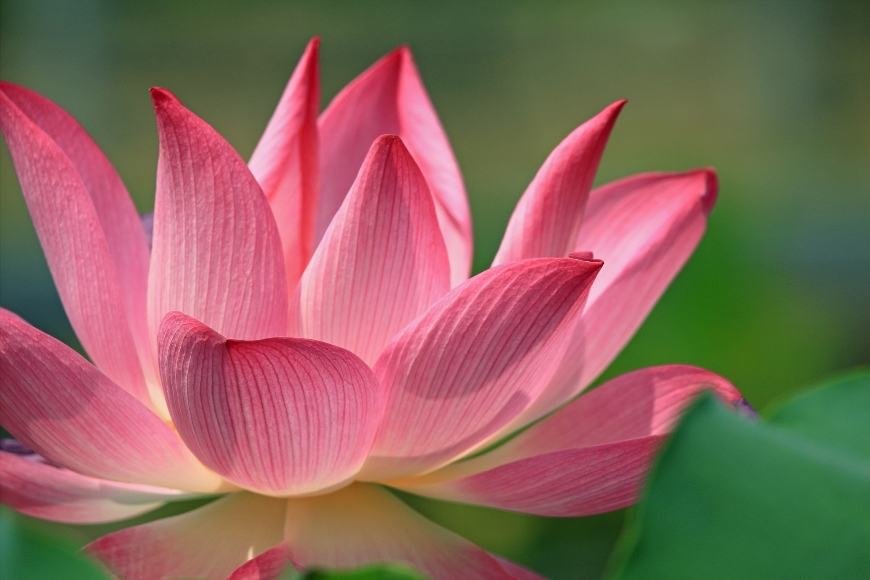 How to Extract Pink Lotus