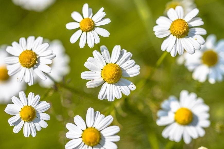 How to Extract Chamomile
