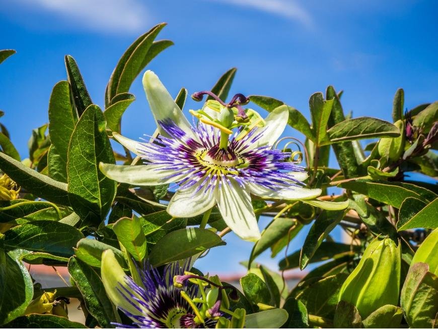 What is Passionflower?