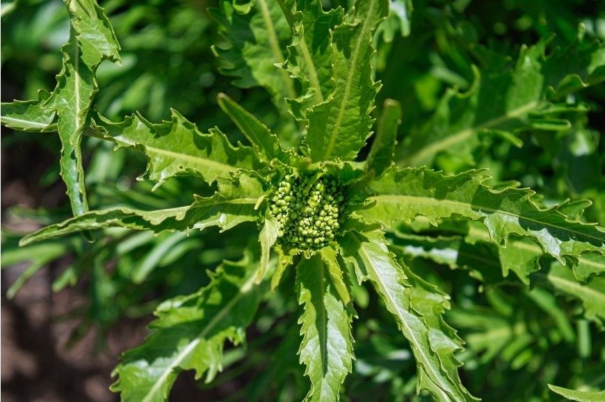 What is Wild Lettuce?