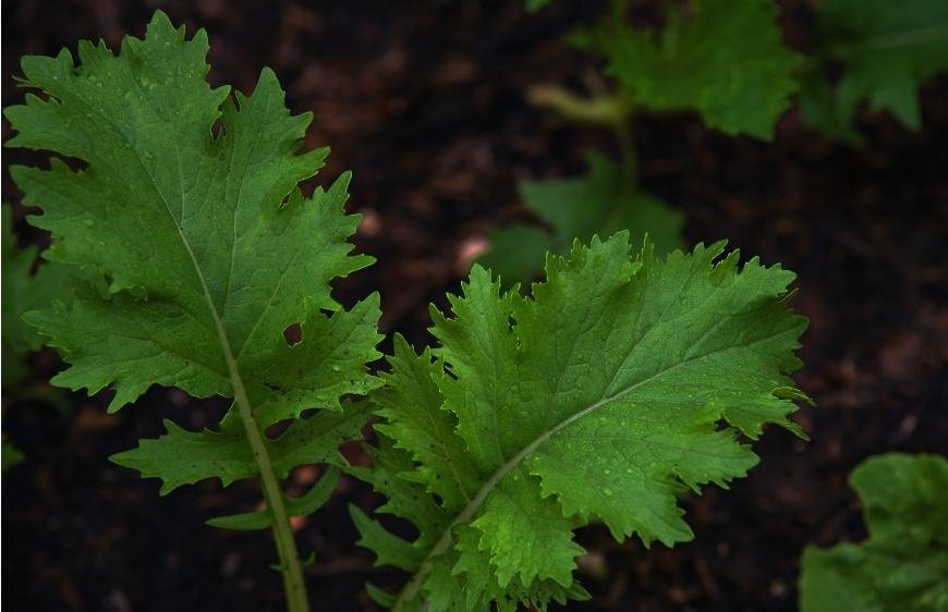 How to Grow Wild Lettuce
