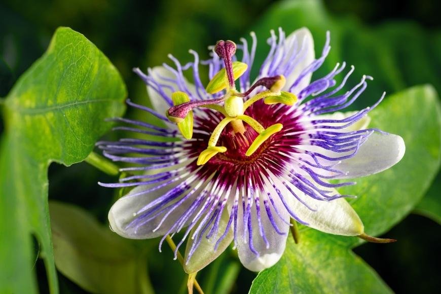 How to grow Passionflower