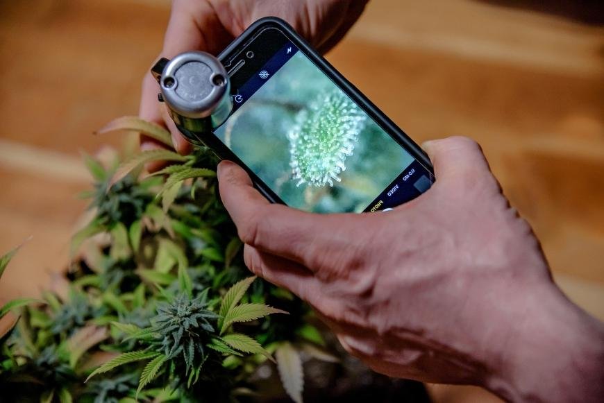 The Benefits of a Microscope for Cannabis Growing