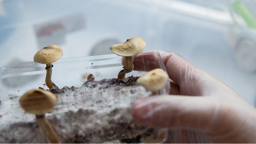 Jak zabránit vzniku plísní na kouzelných houbách