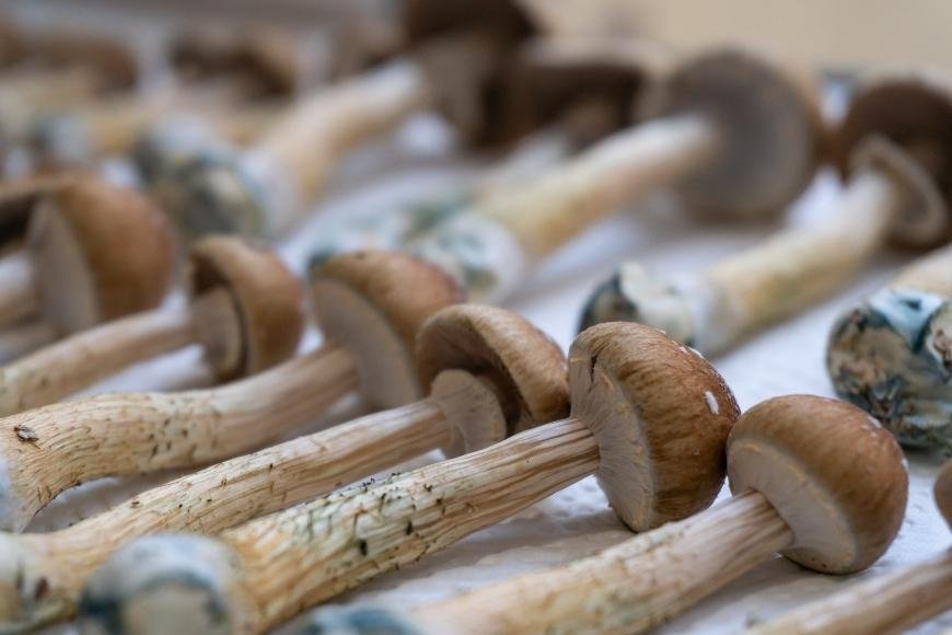 Can You Build a Tolerance to Magic Mushrooms?