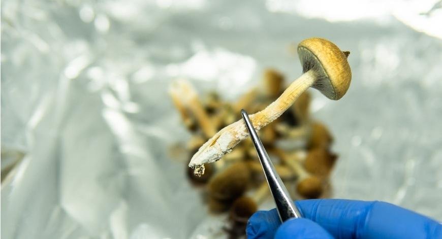 What You Need to Know About Psilocybe Subaeruginosa