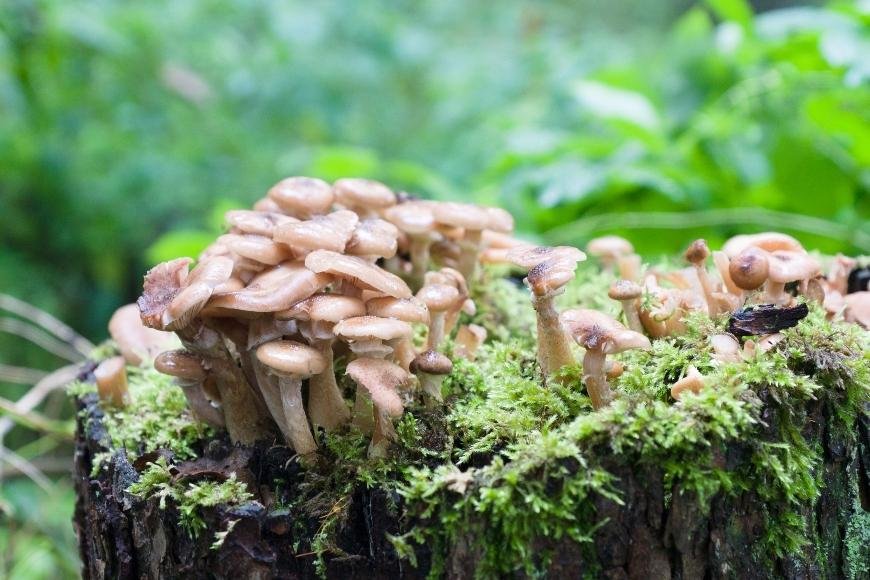 Jak vypadají kouzelné houby?