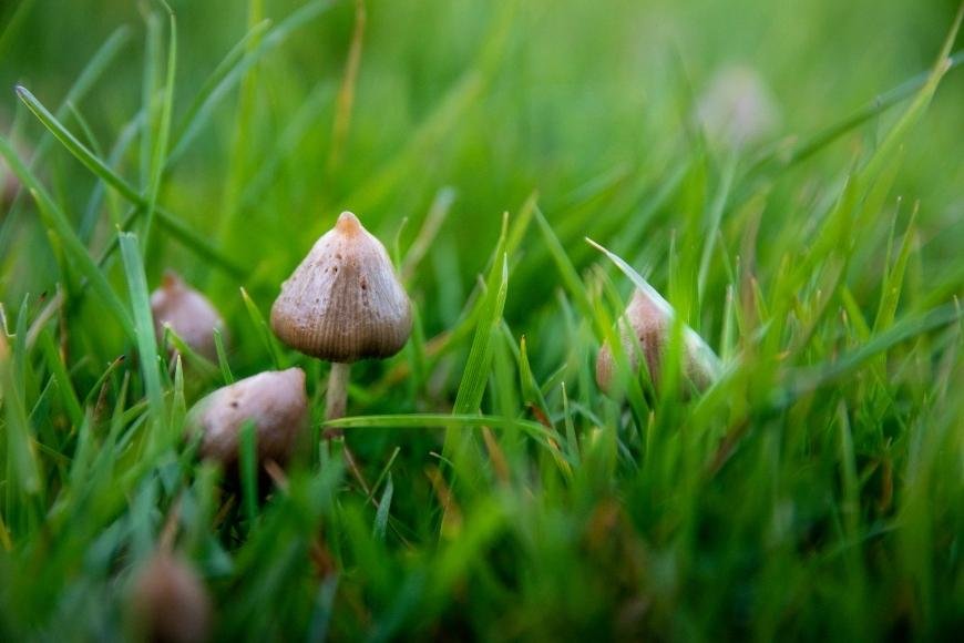 Jak najít kouzelné houby v přírodě