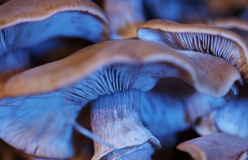The Different Types of Magic Mushroom