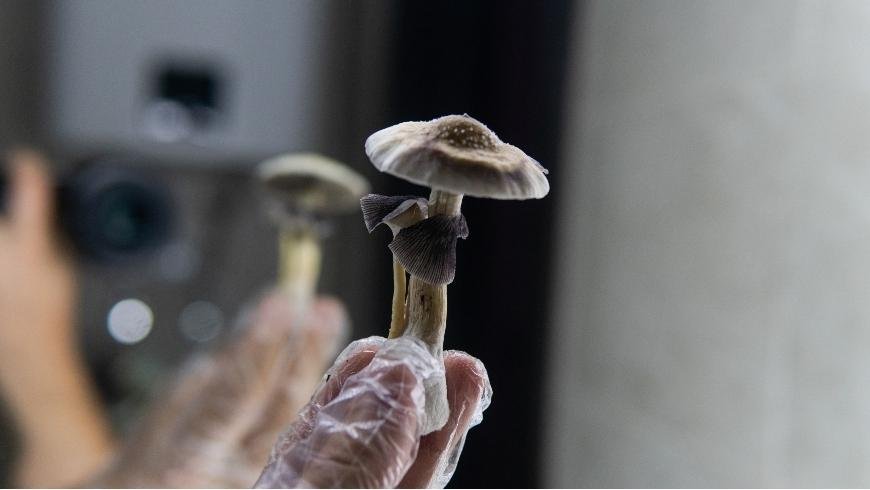 Psilocybe Cubensis: What You Need to Know