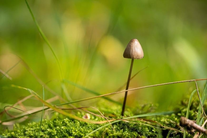 Psilocybe Tampanensis: What You Need to Know