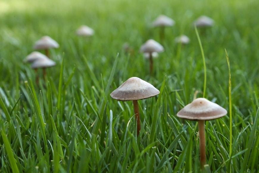 Panaeolus Cinctulus: What You Need to Know
