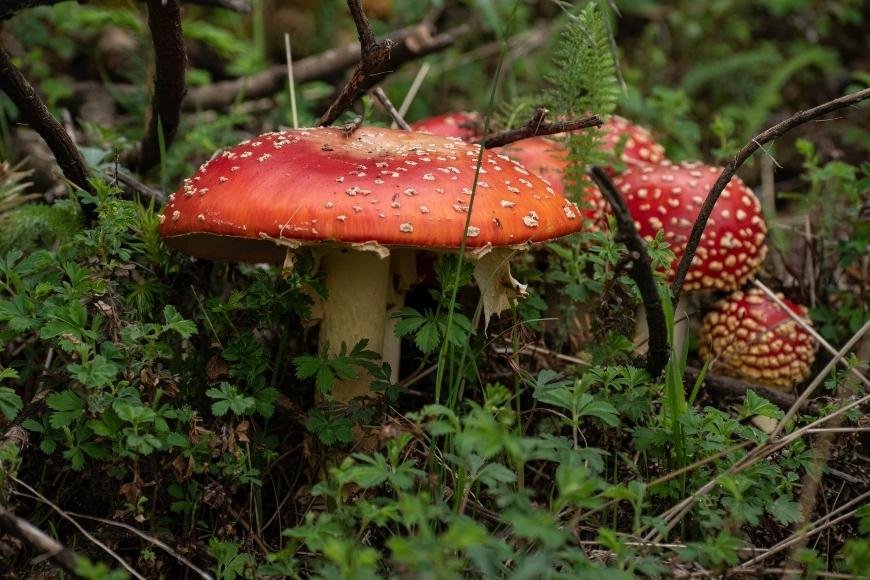 Amanita Muscaria: What You Need to Know