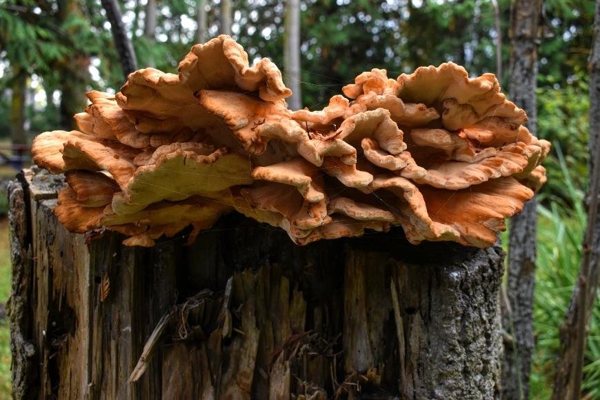 Hen of the Woods: What You Need to Know
