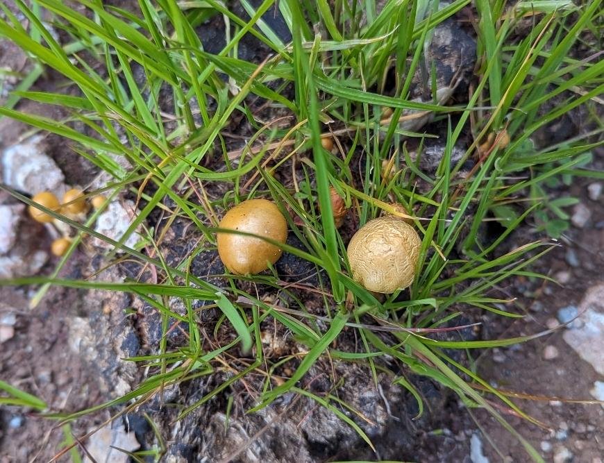 Psilocybe Allenii: What You Need to Know