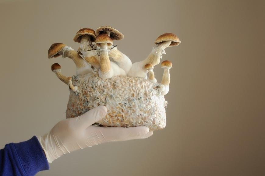 Melmac Mushrooms: What You Need to Know