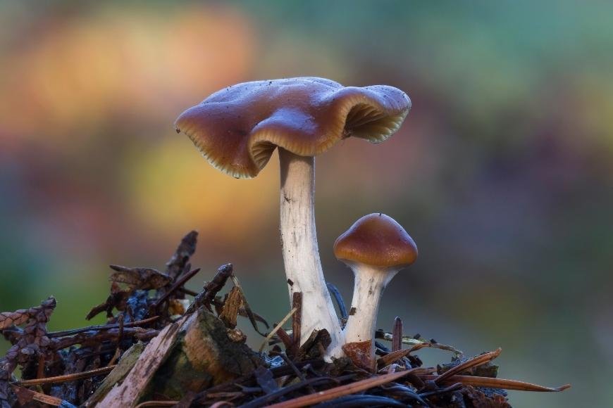 Psilocybe Cyanescens: What You Need to Know